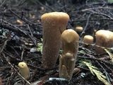 Clavariadelphus truncatus image