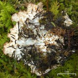 Peltigera neopolydactyla image