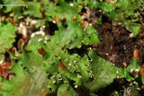 Peltigera leucophlebia image