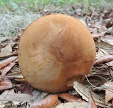Tylopilus tabacinus image