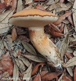Tylopilus tabacinus image
