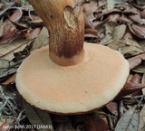 Tylopilus tabacinus image