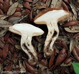 Tylopilus tabacinus image
