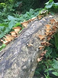 Lentinus sajor-caju image