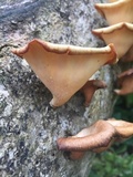 Lentinus sajor-caju image