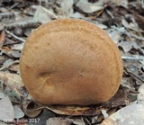 Tylopilus tabacinus image