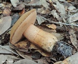 Tylopilus tabacinus image