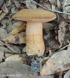 Tylopilus tabacinus image