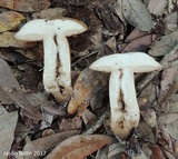 Tylopilus tabacinus image