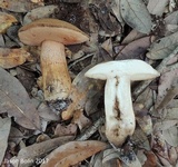 Tylopilus tabacinus image