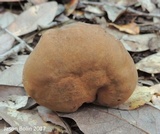 Tylopilus tabacinus image
