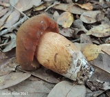 Tylopilus tabacinus image