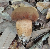 Tylopilus tabacinus image