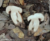 Tylopilus tabacinus image