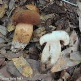 Tylopilus tabacinus image