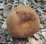 Tylopilus tabacinus image