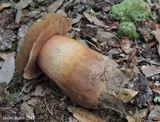 Tylopilus tabacinus image