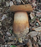 Tylopilus tabacinus image