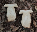 Tylopilus tabacinus image
