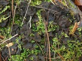 Peltigera evansiana image