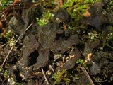 Peltigera evansiana image
