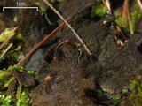 Peltigera evansiana image