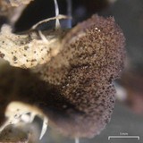 Peltigera evansiana image