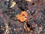 Metatrichia vesparium image