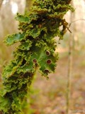 Pseudocyphellaria aurata image