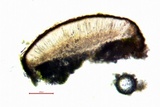 Sarcogyne arenosa image