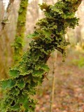 Pseudocyphellaria aurata image