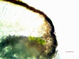 Sarcogyne arenosa image