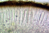 Sarcogyne arenosa image