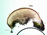 Sarcogyne arenosa image