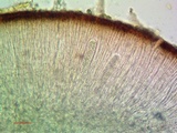 Sarcogyne arenosa image