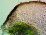 Sarcogyne arenosa image
