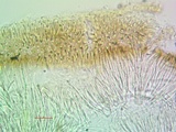 Sarcogyne arenosa image