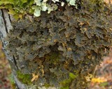 Pseudocyphellaria perpetua image