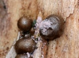Lycogala epidendrum image
