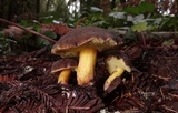 Xerocomellus atropurpureus image