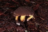 Xerocomellus atropurpureus image