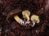 Xerocomellus atropurpureus image