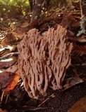 Ramaria violaceibrunnea image