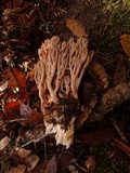 Ramaria violaceibrunnea image