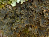 Pseudocyphellaria perpetua image