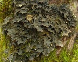 Pseudocyphellaria perpetua image
