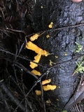 Dacrymyces dictyosporus image