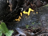 Dacrymyces dictyosporus image