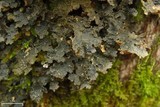 Pseudocyphellaria perpetua image