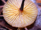 Xeromphalina cauticinalis image